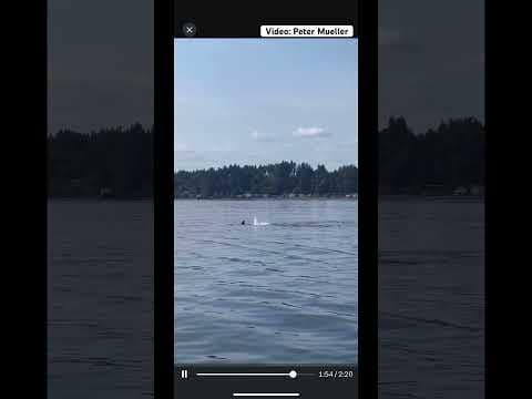 Orcas put on a show for Bainbridge ferry passengers #shorts