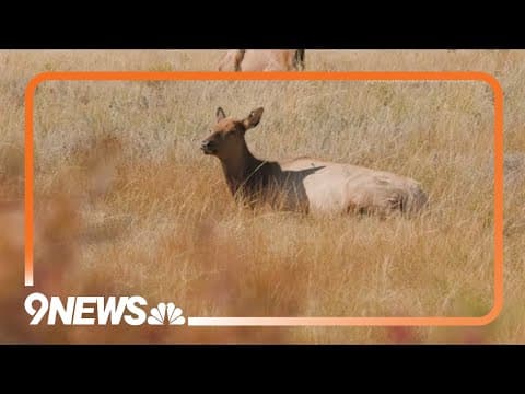 Need a daycation? Visit Estes Park