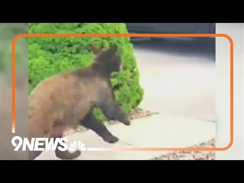 Bears keep wandering into Colorado neighborhoods