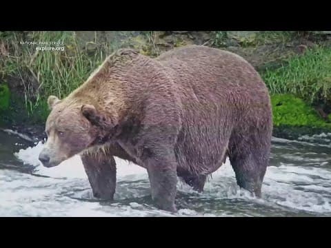 Bigger is better at the Fat Bear Week competition underway in Alaska