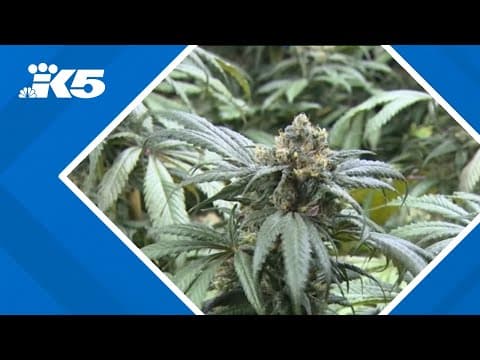 Cashless pot shops in Washington? New hope is budding