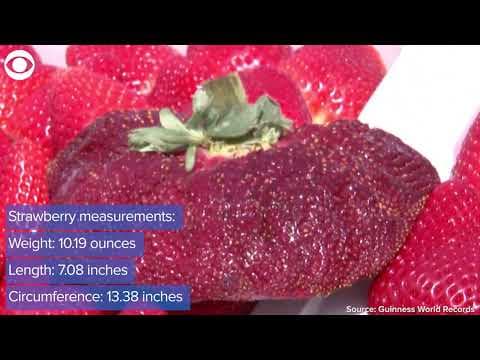 World's heaviest strawberry