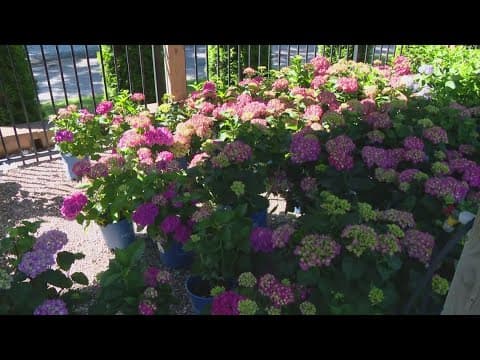 Pat Sullivan's tips for summer flowers