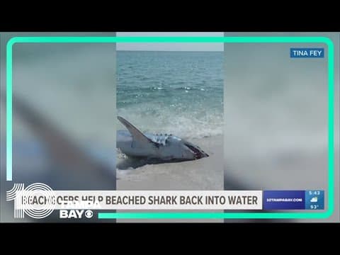 Pensacola beachgoers help shark back into water