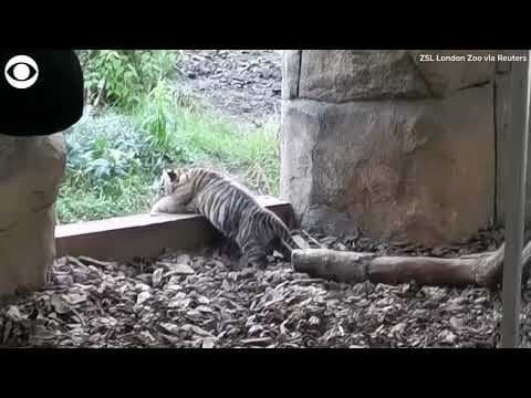 Month-old tiger cub takes first steps outside at ZSL London Zoo