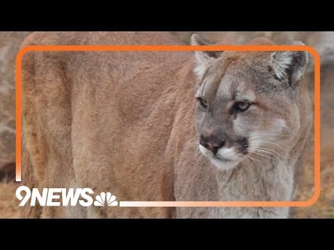 Mountain lion suspected in Erie dog disappearance