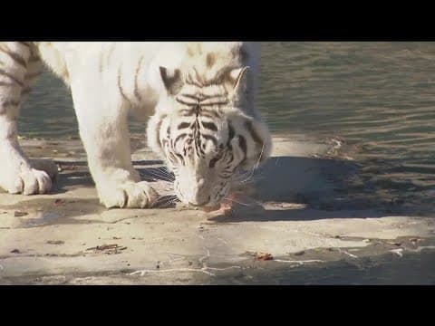 Big Cat Public Safety Act signed into law