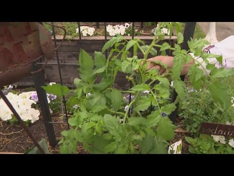 Ready for spring cleaning? Here are some tips to clean up your gardens