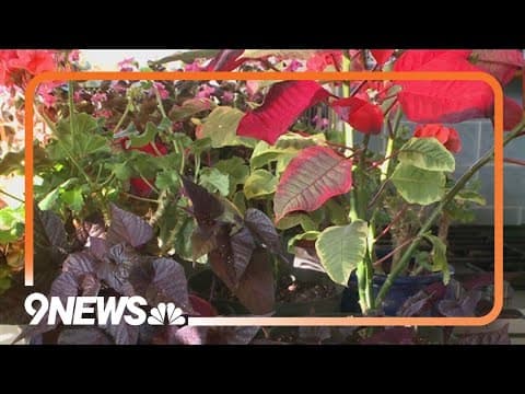 Proctor's Garden: New life for your old poinsettia
