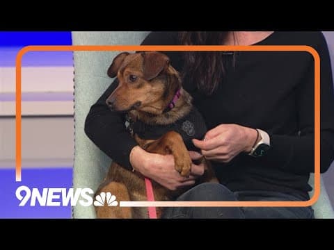 Sweet terrier-mix puppy needs a forever home