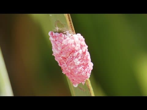 Tiny, pink eggs appear in Lake Murray | What are they?