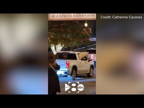 Horse rides in the backseat of a truck in Fort Worth's Stockyards