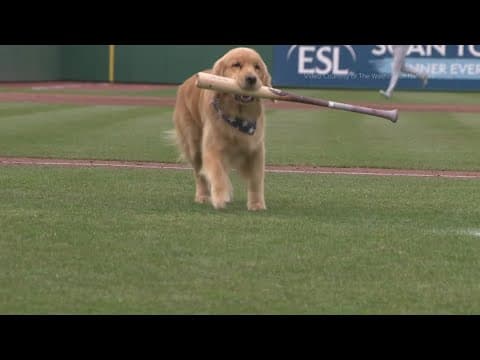 Bruce the Bat Dog to make Major League debut as Nationals' top paw-spect