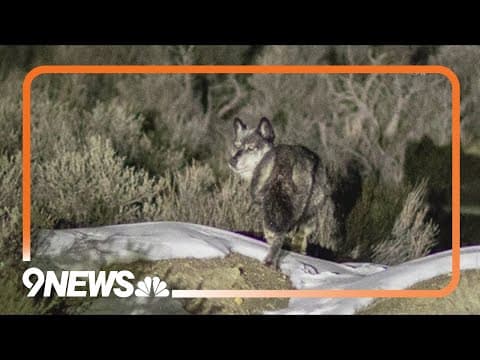 CPW has released 15 new wolves and rereleased 5 from the Copper Creek pack