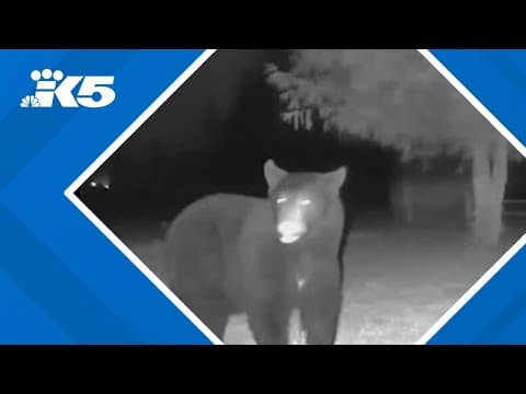 Home security video shows bears wandering Ravensdale property