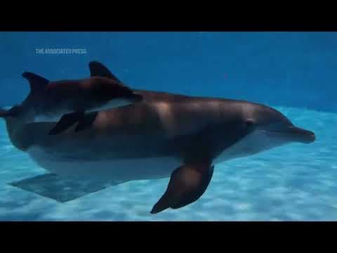 Video shows dolphin calf's birth and first breath at Chicago zoo, with mom's friend helping