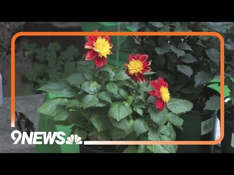 What are flower trials?