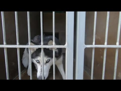 Huskies are housed in San Diego shelters with unprecedented numbers