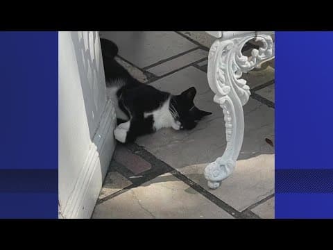 The Camellia Grill says beloved cat, Queenie, is missing