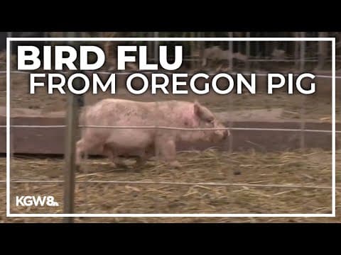 1st U.S. case of bird flu in pig from Oregon farm raises concerns of potential exposure to humans