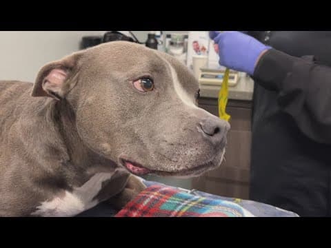 Stanley, a three-legged pitbull, saves other dogs’ lives as a blood donor