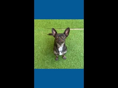 More than a dozen dogs rescued from Van Zandt County