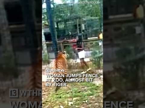 Woman jumps fence at zoo tiger exhibit | Via: CNN