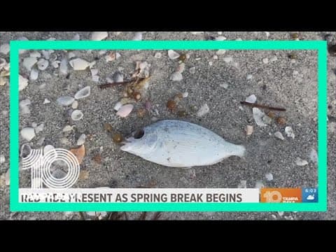 Spring breakers battle red tide on Tampa Bay area beaches