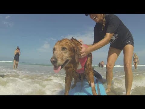 Ricochet the Surf Dog takes final wave amid health challenges