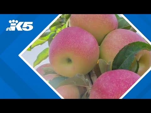 WSU names newest apple 'Pink Lady - Sunflare'