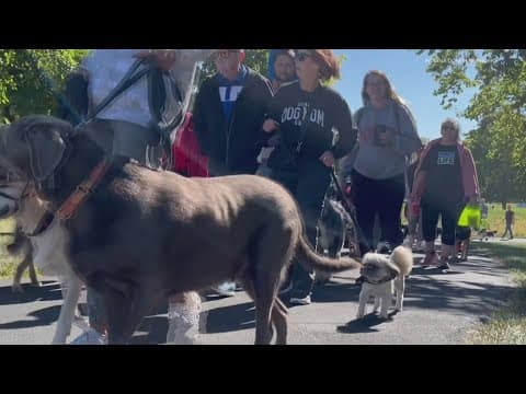 Nearly 200 people, dogs walk in Noblesville's 9th Annual Strut to Save Lives honoring organ donors