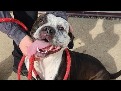 Pets of the Week: 2-24-2024