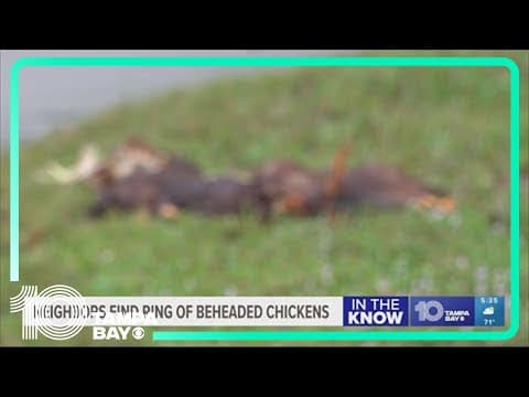 Miami neighbors find ring of beheaded chickens