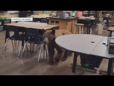 Brown bear sneaks into elementary school classroom