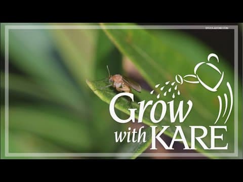 Grow with KARE: Top 5 houseplant pests — and how to deal with them