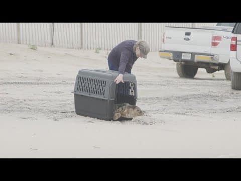 Rescued seal released at Assateague Island