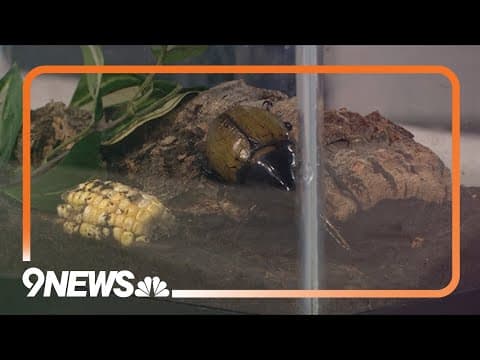 Sunrise Safari: Hercules beetle