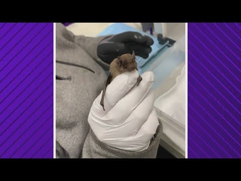 More than 1,300 freezing bats rescued from Waugh Street Bridge, Pearland