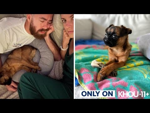 Houston family calls for stronger protections after dog dies while under pet sitter's care