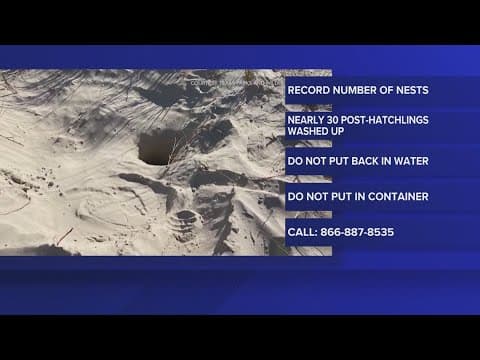 Baby sea turtles washing back on shore during holiday weekend