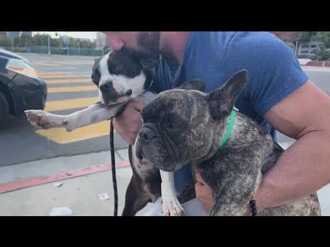 FOUND: World’s fastest French Bulldog, his sister, dognapped from San Diego owner during car theft