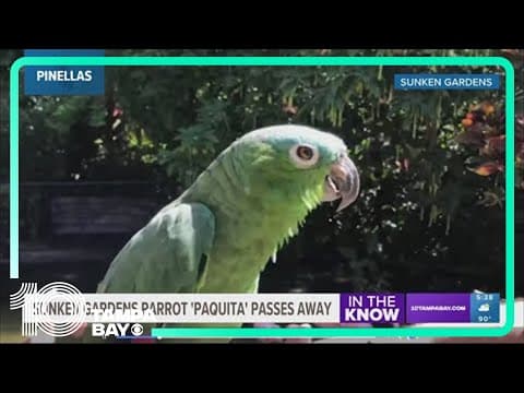 Beloved Amazon parrot Paquita dies after battling 'aggressive form of cancer'