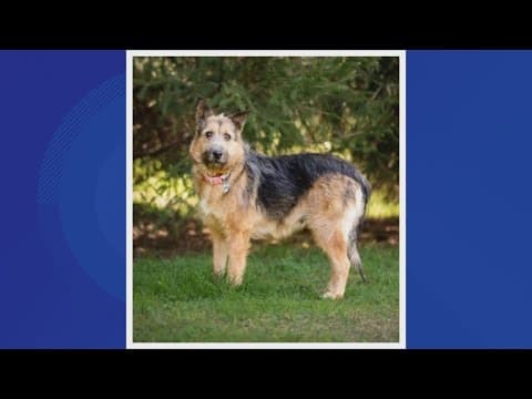 Prince George's County animal shelter waives adoption fees | The Night Cap