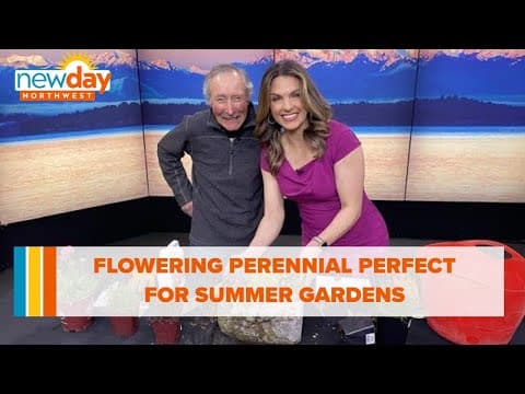 This flowering perennial could be perfect for your yard this summer - New Day NW