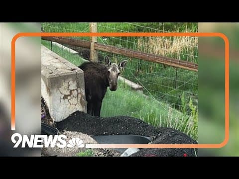 A week of loose moose: Agencies report moose sightings on Front Range