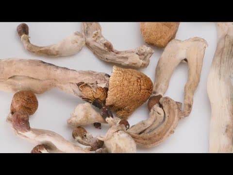 UCSD researchers caution against unregulated 'Magic Mushrooms'