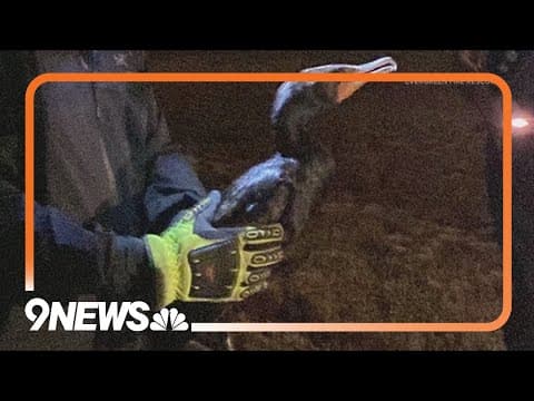 Evergreen Fire Rescue saves bird from tree