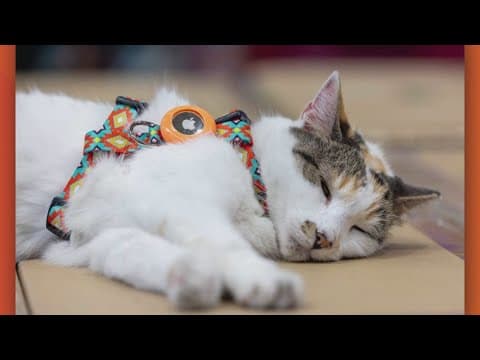 The beloved cat that went missing from a hardware store was returned