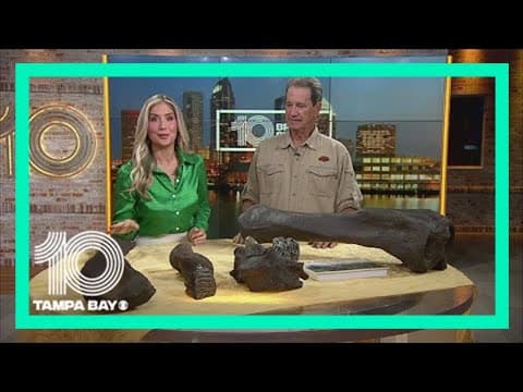 Tampa Bay Fossil Fest happening this weekend