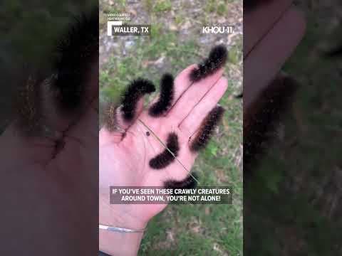 Saltmarsh caterpillars are VERY plentiful right now, according to Texas A&M Agrilife #shorts